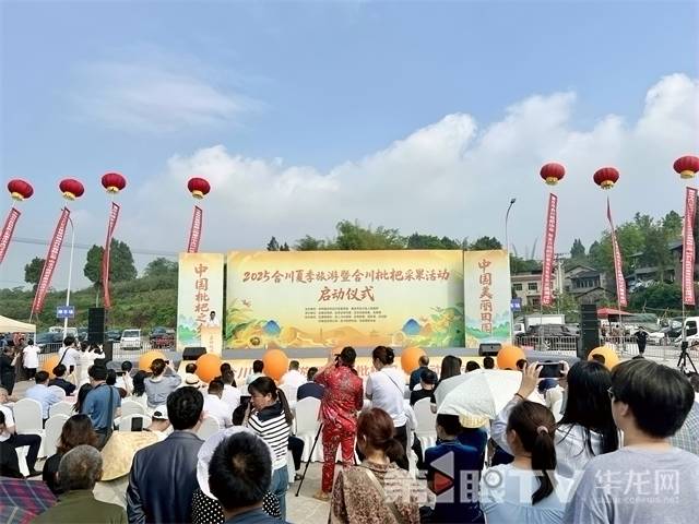 从枝头到舌尖 合川枇杷承包你的六月味蕾